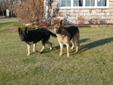 German Shepherd Puppies!