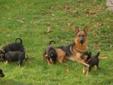 German Shepherd x Mastiff Puppies