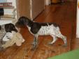German Shorthaired Pointer Pups