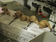 Golden Retriever puppies 550,650,750