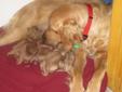Golden Retriever puppies for Dec 12