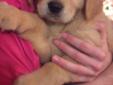 Golden Retriever Pups For Sale (ONLY 2 MALES LEFT)
