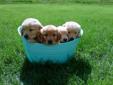 Golden Retriver puppys