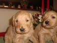 Goldendoodle puppies----Christmas puppies