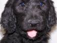 Goldendoodle Puppies - home raised, crate trained, calm, loving