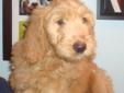 Goldendoodle puppies License #0095