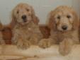 Goldendoodle puppies License #0095