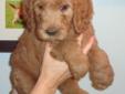 Goldendoodle puppies---small size----delivery available