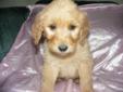 Goldendoodles **Ready to go to new homes**