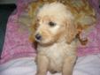 Goldendoodles **Ready to go to new homes**