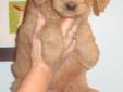 Goldendoodles-----small size