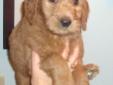 Goldendoodles-----small size