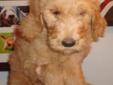 Goldendoodles----small size