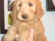 Goldendoodles----small size