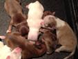 GORGEOUS CKC Chihuahua puppies!!!