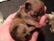 GORGEOUS CKC Chihuahua puppies!!!
