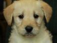 Gorgeous GOLDENDOODLE Puppies - Only 1 Male Left!