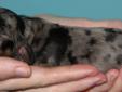 Gorgeous....Mini Dachshund Puppies.Smooth Coat. Ready for Spring