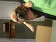 GREAT DANE PUPPY'S!! ONLY 1 LEFT***
