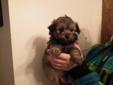 Havanese Cross Puppies Ready For New Homes
