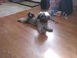 Havanese Male Needs a New Home