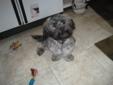 Havanese Male Needs a New Home