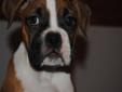 Healthy Happy Boxer Pups Ready to go
