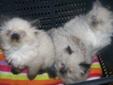 Himalayan Kittens, Blue Point, Seal Points, Lynx Points