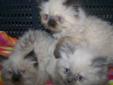 Himalayan Kittens, Blue Point, Seal Points, Lynx Points