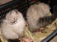 Himalayan Kittens. Lynx Point females, Ready to Go