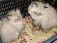Himalayan Kittens. Lynx Point females, Ready to Go