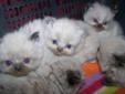 Himalayan kittens: Seal points, Blue point