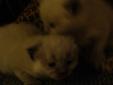 Himalayan/ Siamese Kittens