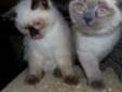Himalayan x Siamese Kittens