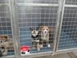 Husky X puppies for adoption