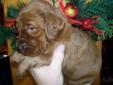 IRISH SETTER pups - Ready to go for Christmas!