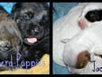 Jack Russell & Germin Shepherd Puppies...2 seperate litters