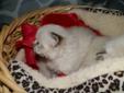 JUST IN TIME FOR CHRISTMAS! PUREBRED RAGDOLL KITTENS