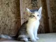 Kittens to give away to good home