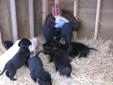 LAB PUPS, PURE BRED ENGLISH BLACK LABS.. READY TO GO..