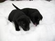 Labrador Retrievers- CKC Registered