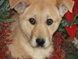 LARGE BREED SHELTER PUPS- REDUCED TO PROMOTE ADOPTIONS