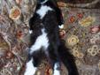Little Boy Tuxedo Kitten