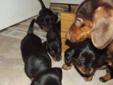 Looking for the perfect home! Mini Weiner Dogs!