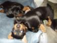 Looking for the perfect home! Mini Weiner Dogs!