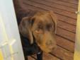 Male Chocolate Lab for Sale