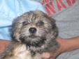 Male Pomarian/Shih tzu/Yorkie Puppies