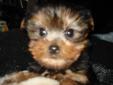 MALE YORKY PUP-TINY-HANDSOME-LOVING-SPECIAL CHARACTER BOY