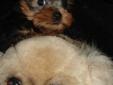 MALE YORKY PUP-TINY-HANDSOME-LOVING-SPECIAL CHARACTER BOY