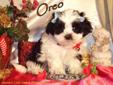 Maltese/Shih-tzu Puppies Ready just in time for Christmas!